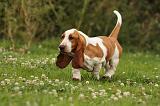 BASSET HOUND 109